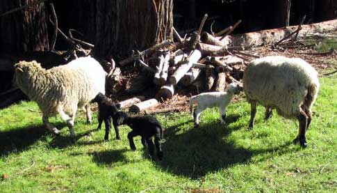 Baby lambs and Sheep Moms