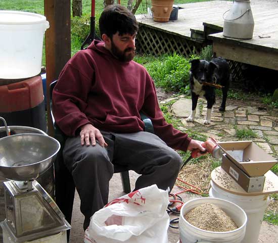 Grinding up the grain used for brewing. Smells kind of like dog cookies? -- 