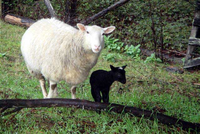 New black lamb, wearing a cap of white fur. -- 