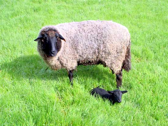 Emerald-green Spring grass cushions a new lamb. -- 