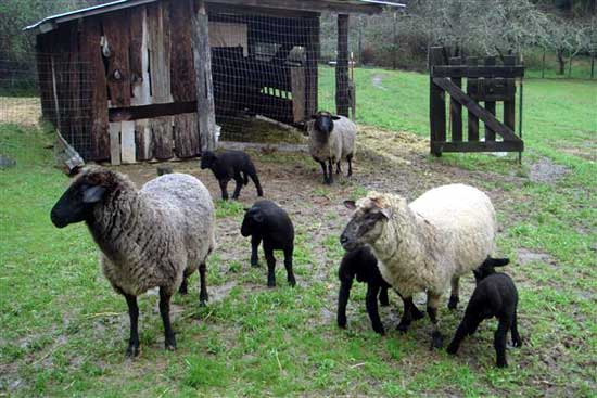 Good crop of lambs. -- 
