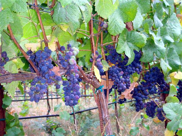 Pinot Noir Grapes. -- Photo: Sienna M Potts -- www.siennese.com