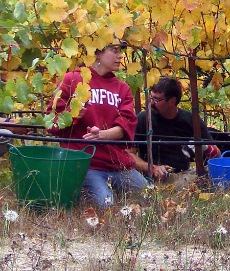 Cas & Angie picking grapes. -- Photo: Sienna M Potts -- www.siennese.com