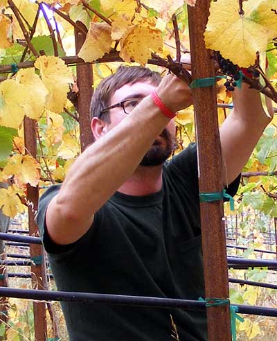 Cas picking grapes. -- Photo: Sienna M Potts -- www.siennese.com