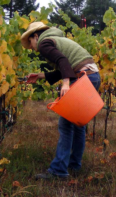 A friend picking grapes. -- Photo: Sienna M Potts -- www.siennese.com