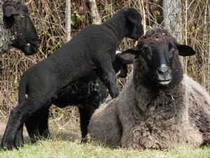 Old Mill Farm: Old Mill Farm Mama with Lambs by Hunter Pass