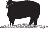 Old Mill Farm: Sheep drawing by L. Avery