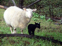 Old Mill Farm: Old Mill Farm Spring Critters Slide Show -- click for more photos
