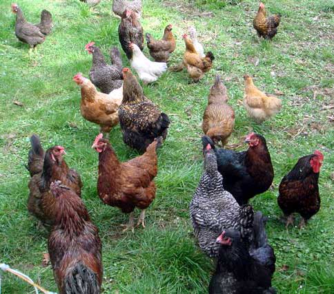 Our flock of laying hens. -- 