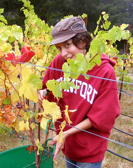 Angie picking grapes. -- Photo: Sienna M Potts -- www.siennese.com